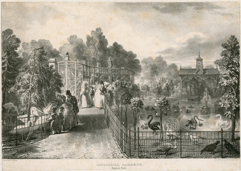 Állatkert, Regents Park alkotó: English School