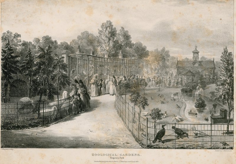 Állatkert, Regents Park alkotó: English School