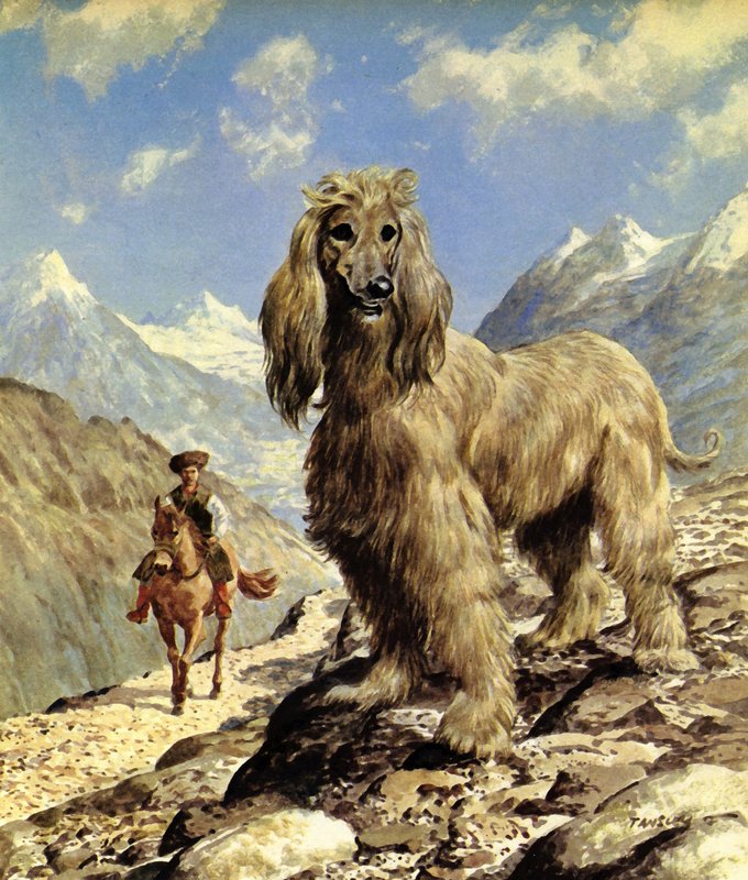 Afgán kopó (színes litográfia) alkotó: Eric Tansley