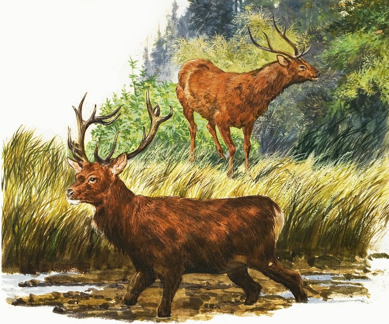 Red Deer alkotó: Eric Tansley