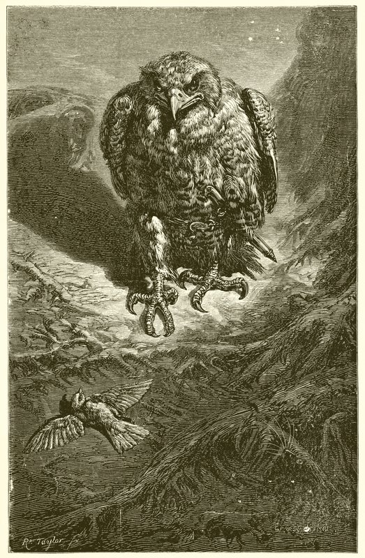 A sólyom és a fülemüle alkotó: Ernest Henry Griset