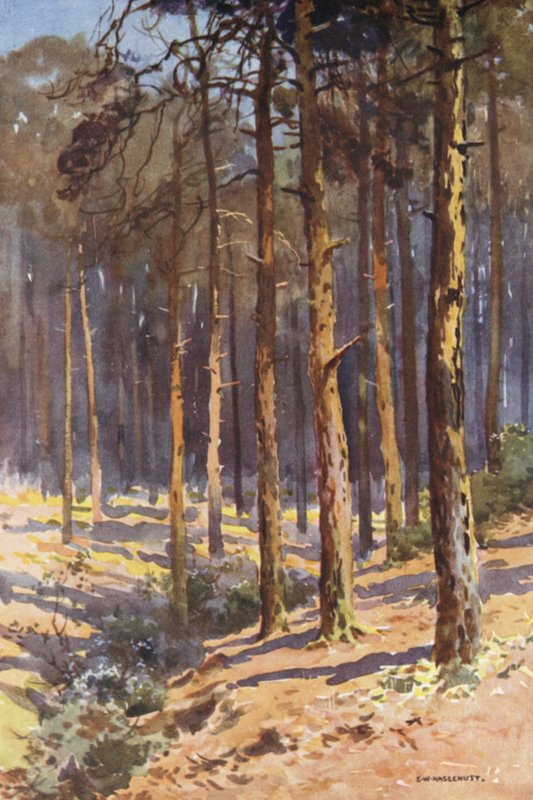 Talbot Woods, Bournemouth (színes litho) alkotó: Ernest William Haslehust