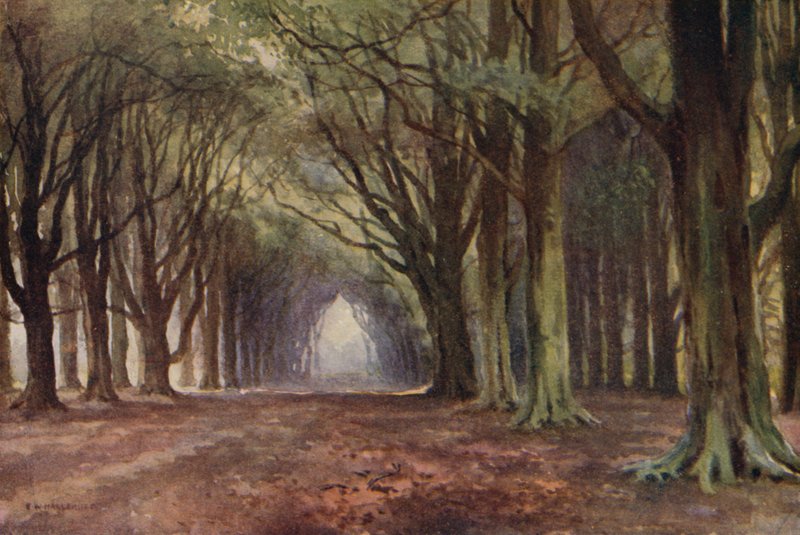 The Beech Avenue, Thoresby (színes litó) alkotó: Ernest William Haslehust
