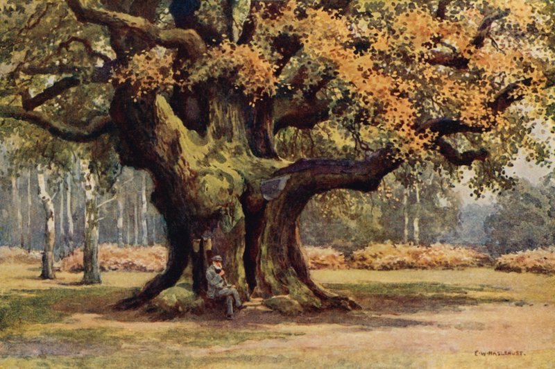 The Major Oak, Thoresby Park (színes litho) alkotó: Ernest William Haslehust