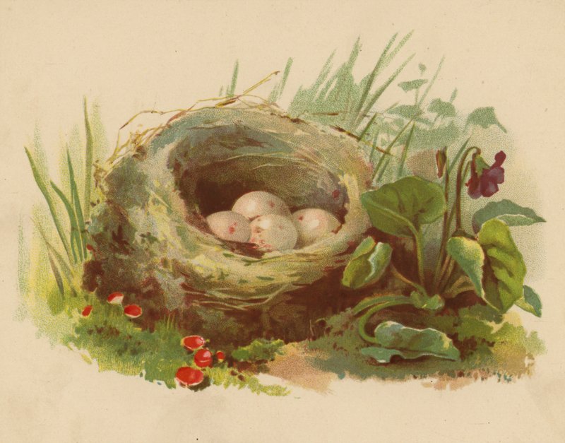 Madárfészek (chromolitho) alkotó: Ethel C. Nisbet