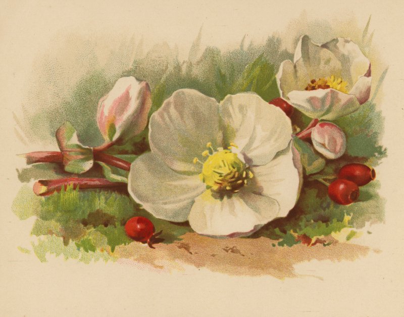 Karácsonyi rózsa és bogyók (chromolitho) alkotó: Ethel C. Nisbet