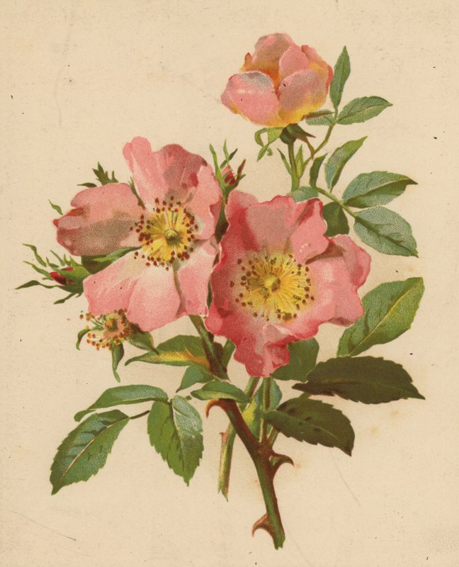 Kutyarózsák (chromolitho) alkotó: Ethel C. Nisbet