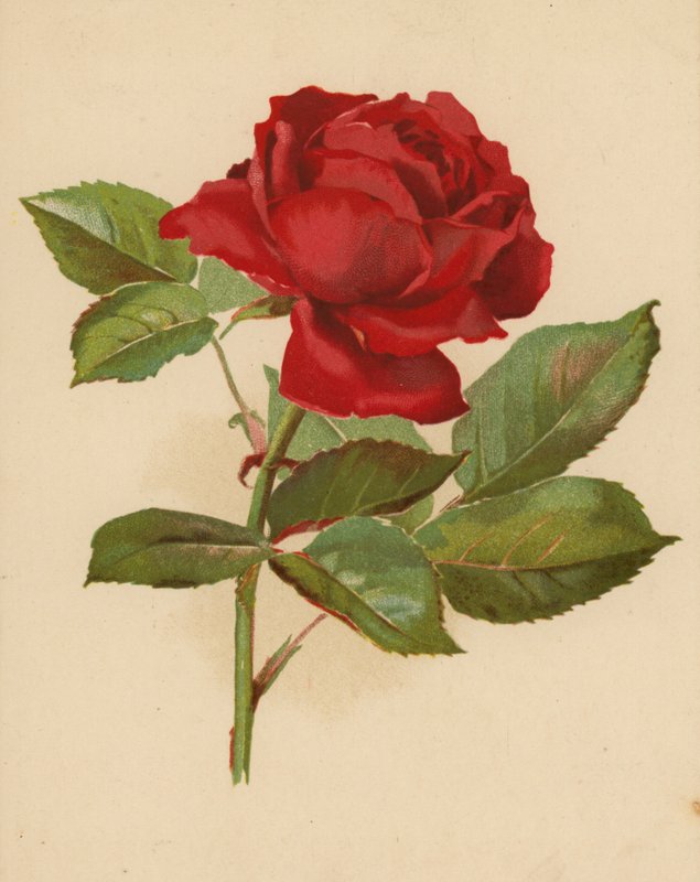 Vörös kerti rózsa (chromolitho) alkotó: Ethel C. Nisbet