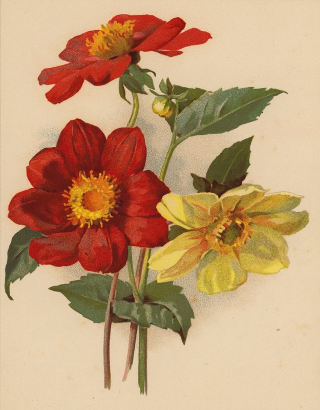 Egyedülálló daliák (chromolitho) alkotó: Ethel C. Nisbet