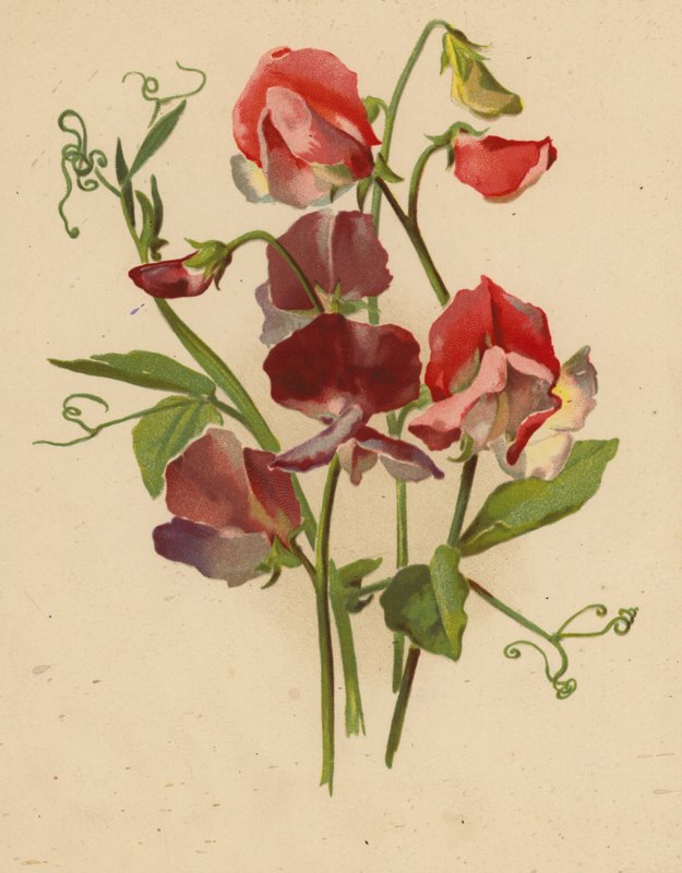 Édes borsó (chromolitho) alkotó: Ethel C. Nisbet