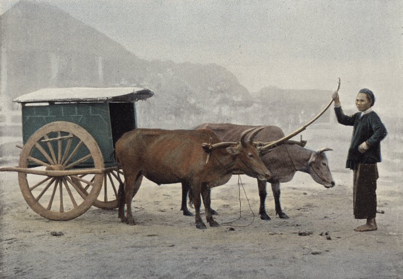 Annamese horog alkotó: European Photographer
