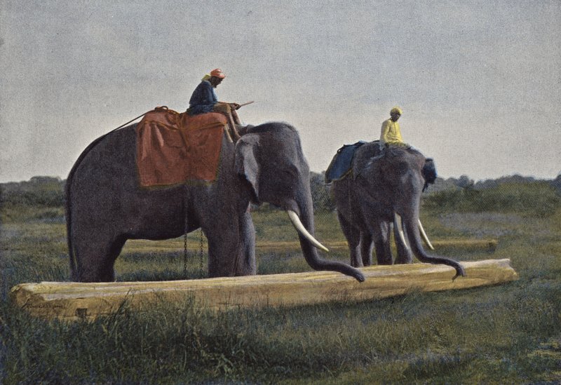 Ceylon, Elefántok Húznak Egy Deszkát alkotó: European Photographer