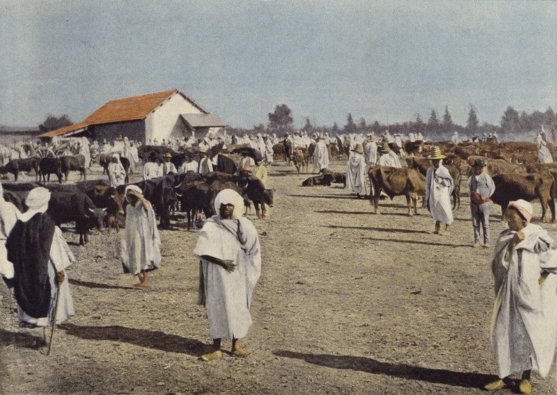 Marhavásár Sidi-Bel-Abbesben alkotó: European Photographer