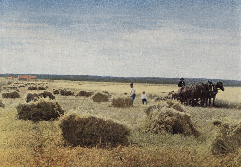 Manitoba betakarítás alkotó: European Photographer