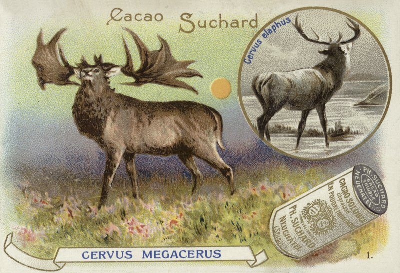 Megaloceros és gímszarvas alkotó: European School
