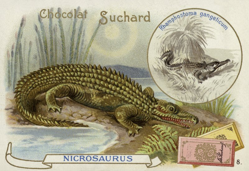 Nicrosaurus és krokodil alkotó: European School