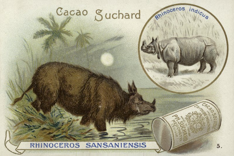 Rhinoceros Sansaniensis és indiai orrszarvú alkotó: European School