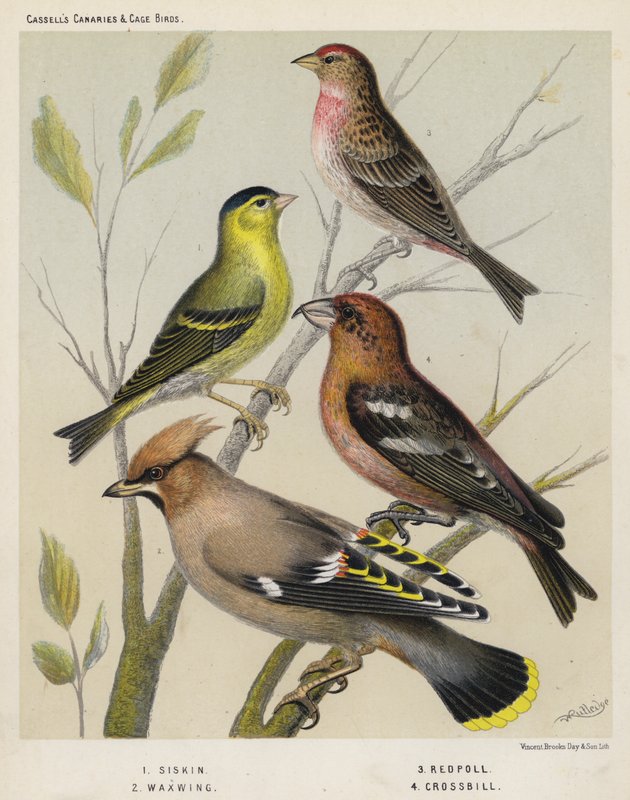 Siskin, Waxwing, Redpoll, Crossbill alkotó: European School