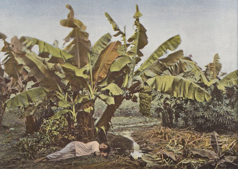 Banán és Manióka alkotó: European Photographer