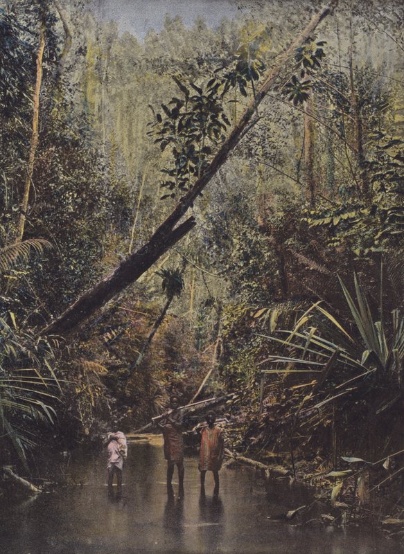 Virgin Forest, keleti part alkotó: European Photographer