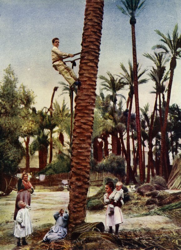 Elche pálmaligetei (fotó) alkotó: European Photographer
