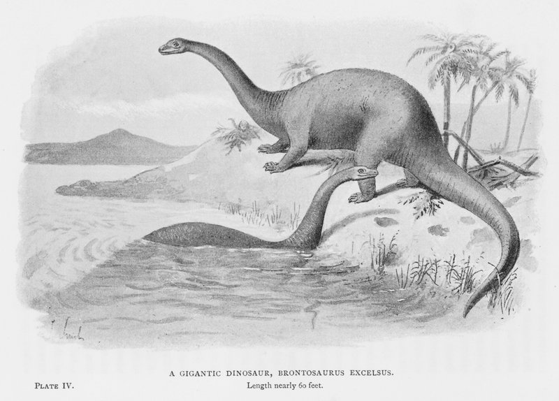 Egy gigantikus dinoszaurusz, Brontosaurus Excelsus (litho) alkotó: European School