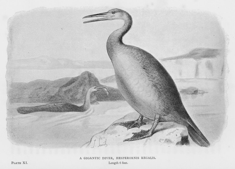 Egy gigantikus búvár, Hesperornis Regalis (fotó) alkotó: European School