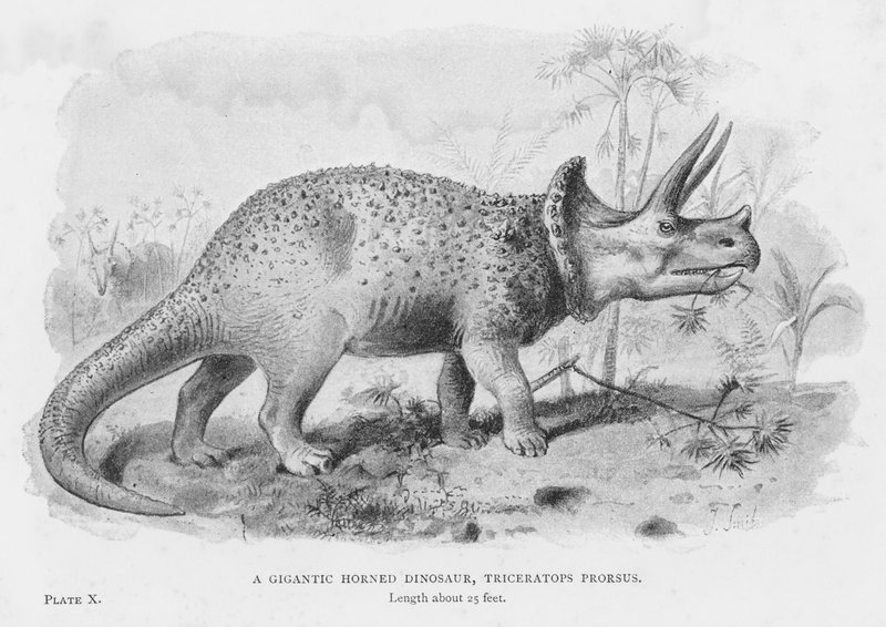 Egy gigantikus szarvú dinoszaurusz, Triceratops Prorsus (litho) alkotó: European School