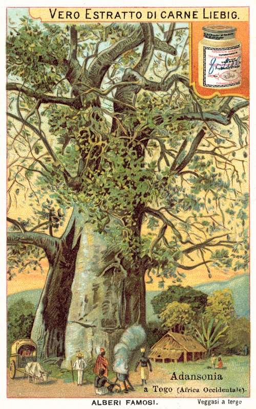 Adansonia fa Togóban (chromolitho) alkotó: European School