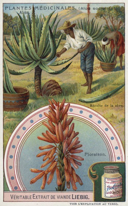 Aloe: a nedv betakarítása alkotó: European School
