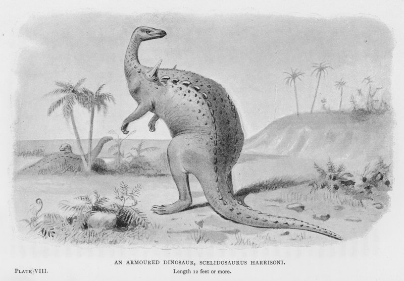 Páncélozott dinoszaurusz, Scelidosaurus Harrisoni (litho) alkotó: European School