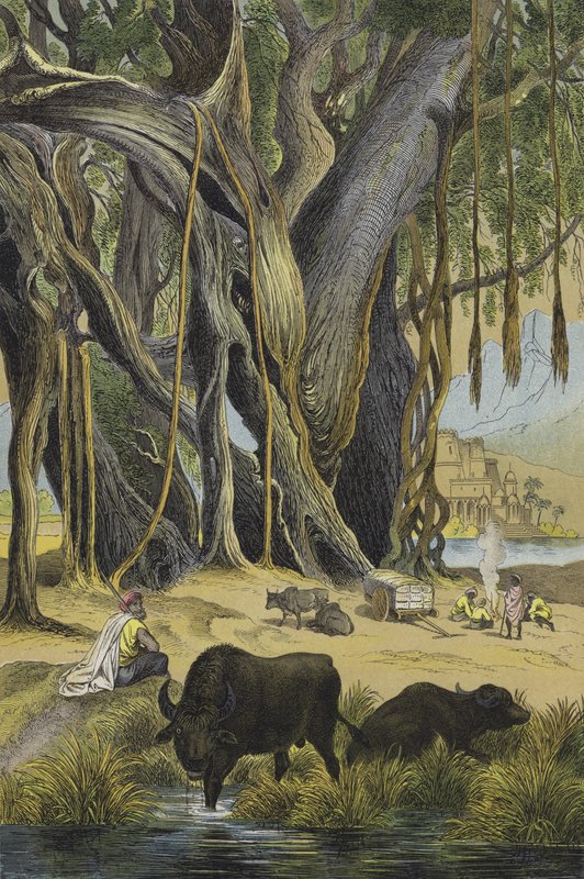 India állatai és növényei (színes litho) alkotó: European School