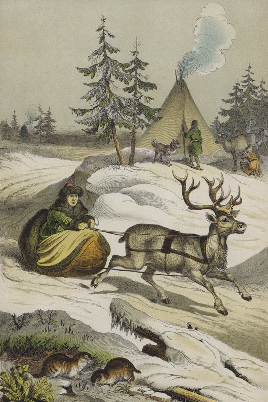 Lappföld állatai és növényei (színes litho) alkotó: European School