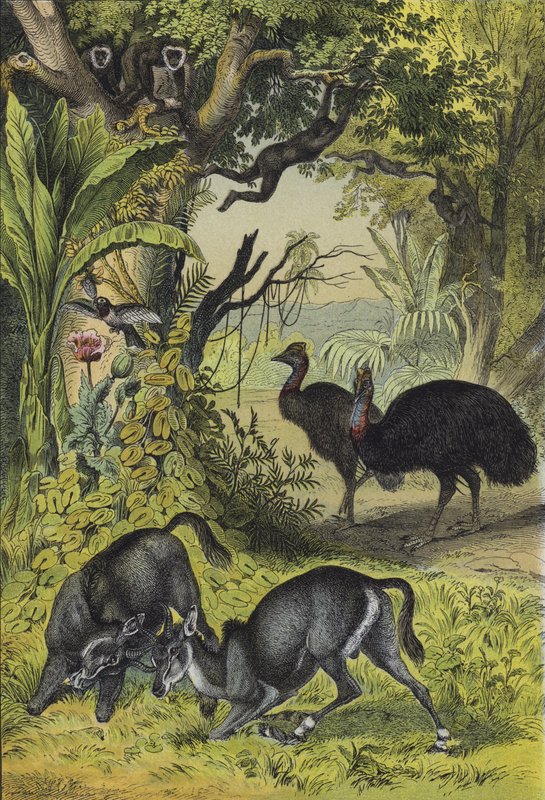 Dél-Ázsia állatai és növényei (színes litho) alkotó: European School