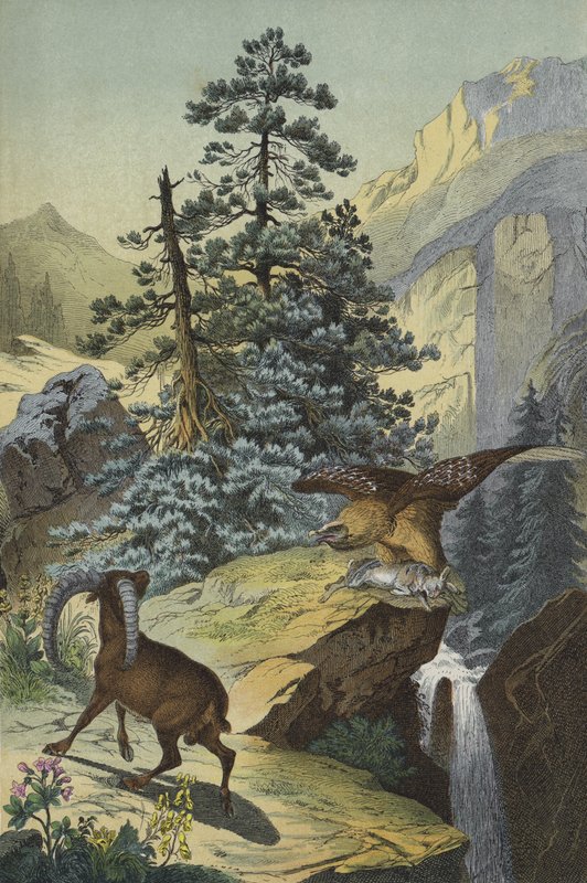 Az Alpok állatai és növényei (színes litho) alkotó: European School