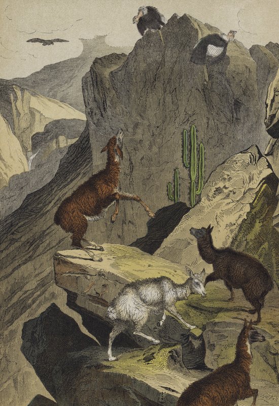 Az Andok állatai és növényei (színes litho) alkotó: European School
