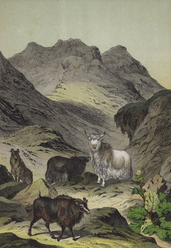 Tibet hegyvidékének állatai és növényei (színes litho) alkotó: European School