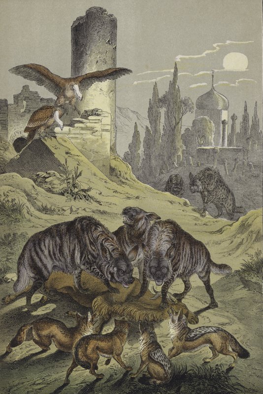 Észak-Afrika állatai (színes litho) alkotó: European School