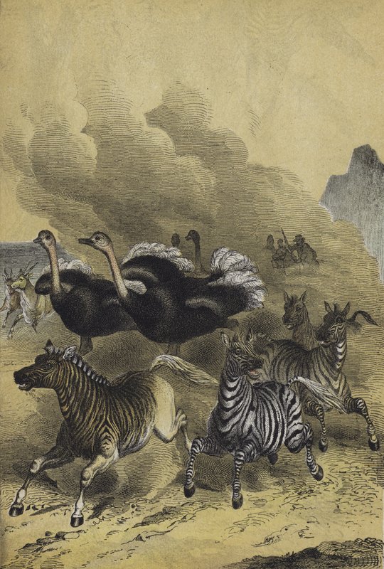 Dél-Afrika állatai (színes litho) alkotó: European School