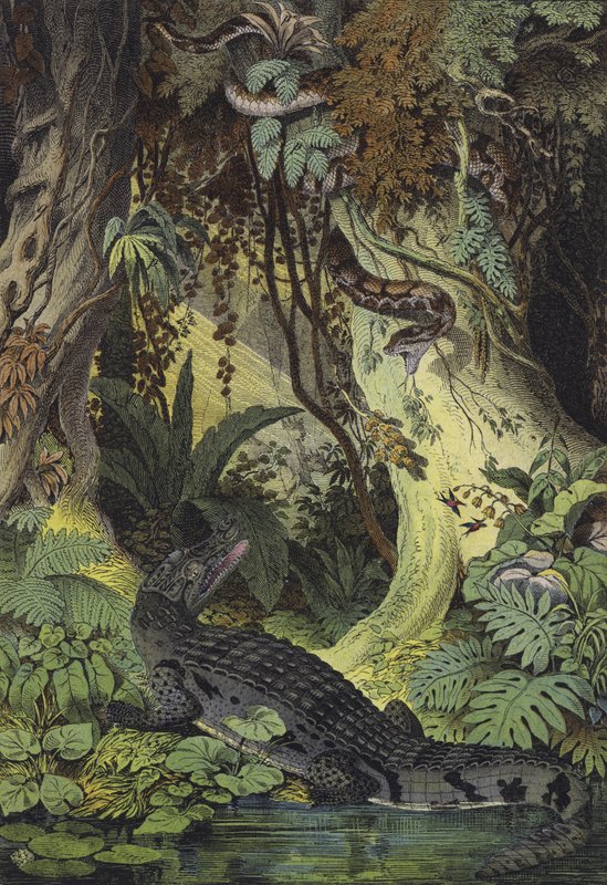 Brazília Amazonas dzsungeleinek állatai (színes litho) alkotó: European School