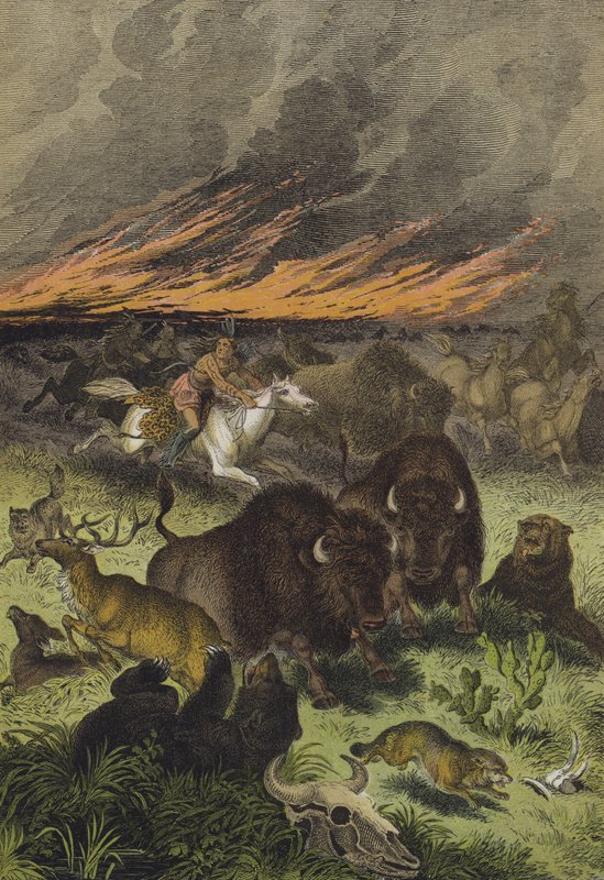 Az észak-amerikai préri állatok (színes litho) alkotó: European School