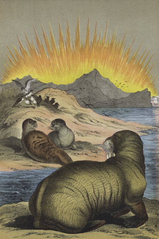 Az Északi-sark régiójának állatai (színes litho) alkotó: European School