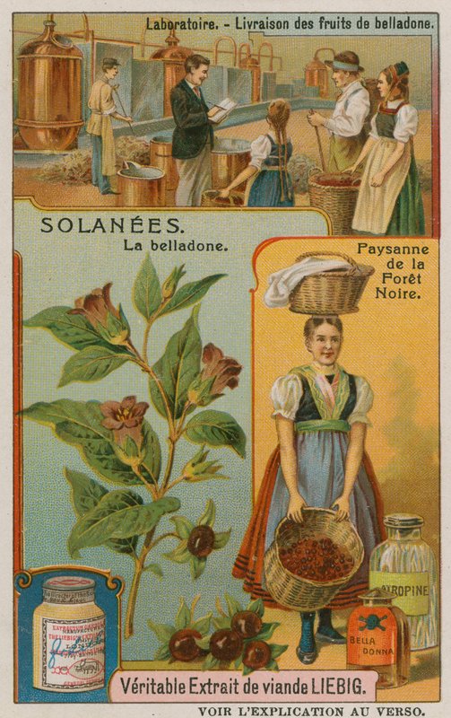Atropa Belladonna vagy Nightshade alkotó: European School
