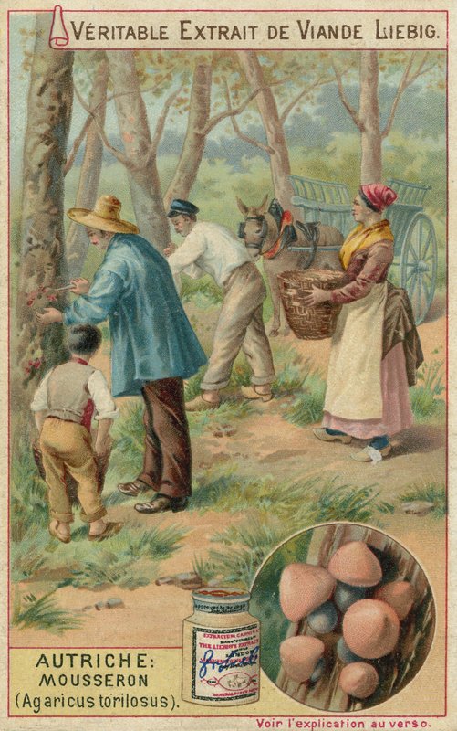 Ausztria: mousseron (Agaricus torilosus) alkotó: European School