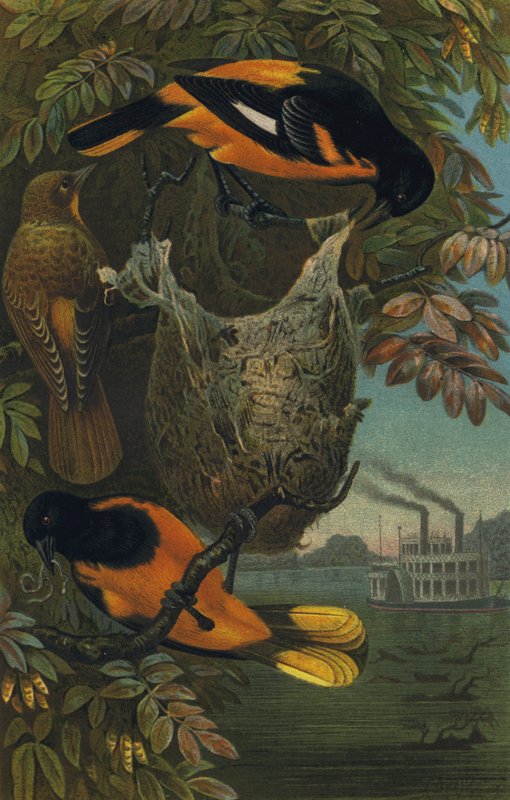 Baltimorevogel alkotó: European School