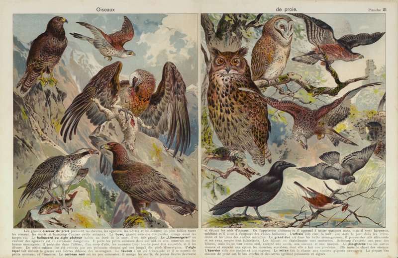 Ragadozó madarak (chromolitho) alkotó: European School