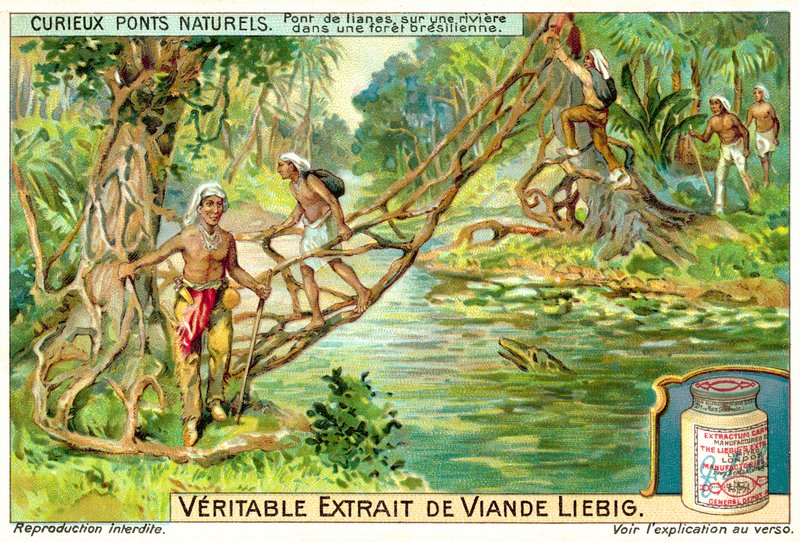 Liánok alkotta híd egy folyó felett a brazil esőerdőben (chromolitho) alkotó: European School