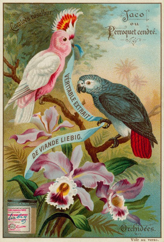 Galah kakaduk, kőrispapagáj és orchideák alkotó: European School