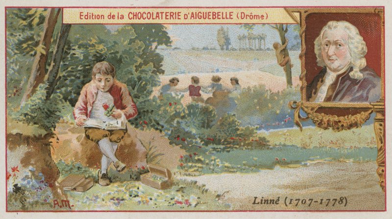 Carl Linnaeus svéd botanikus és zoológus alkotó: European School