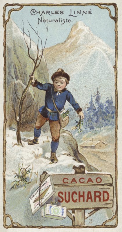Carl Linnaeus svéd botanikus és zoológus gyermekként alkotó: European School